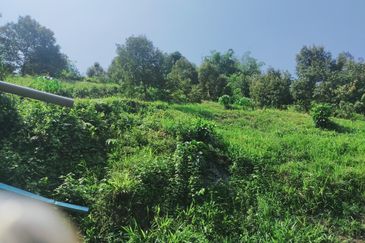 Raub Kampung Tras Durian Plantation