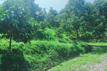 Raub Kampung Tras Durian Plantation