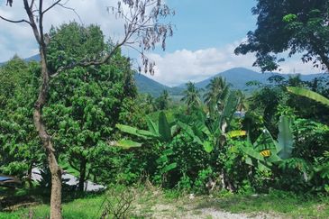 Raub Kampung Tras Durian Plantation