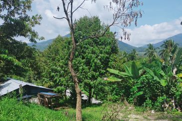 Raub Kampung Tras Durian Plantation