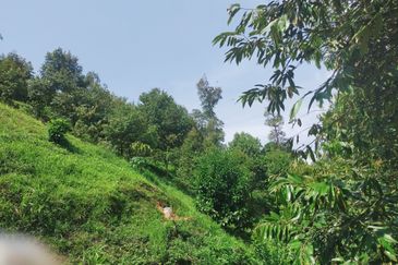 Raub Kampung Tras Durian Plantation