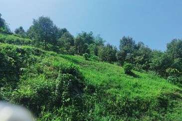 Raub Kampung Tras Durian Plantation