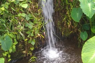 Bentong Jalan Tras Dusun Land
