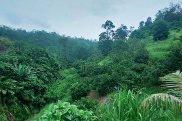 Bentong Jalan Tras Dusun Land