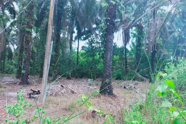 Air Kuning Kampar Freehold Non Bumi Oil Palm Land