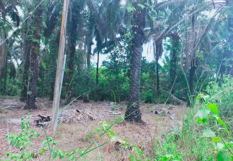 Air Kuning Kampar Freehold Non Bumi Oil Palm Land