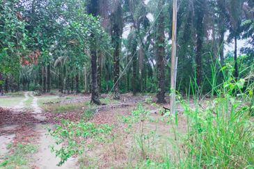Air Kuning Kampar Freehold Non Bumi Oil Palm Land