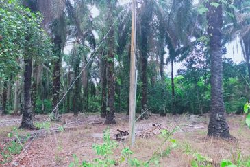 Air Kuning Kampar Freehold Non Bumi Oil Palm Land