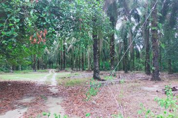 Air Kuning Kampar Freehold Non Bumi Oil Palm Land