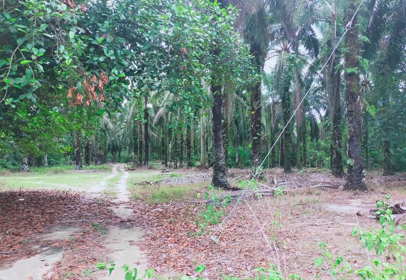 Air Kuning Kampar Freehold Non Bumi Oil Palm Land