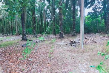 Air Kuning Kampar Freehold Non Bumi Oil Palm Land