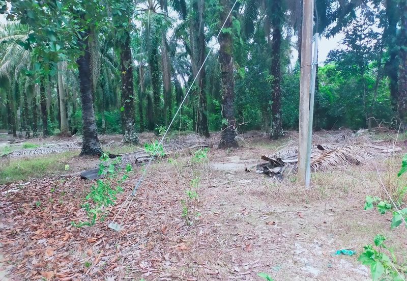 Air Kuning Kampar Freehold Non Bumi Oil Palm Land