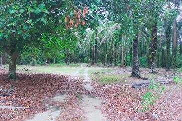 Air Kuning Kampar Freehold Non Bumi Oil Palm Land