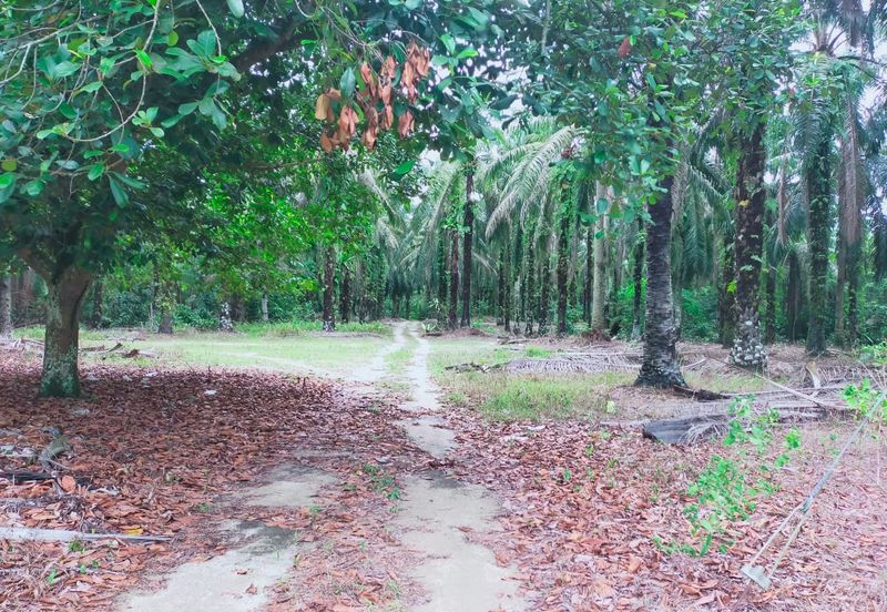 Air Kuning Kampar Freehold Non Bumi Oil Palm Land