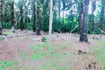 Air Kuning Kampar Freehold Non Bumi Oil Palm Land