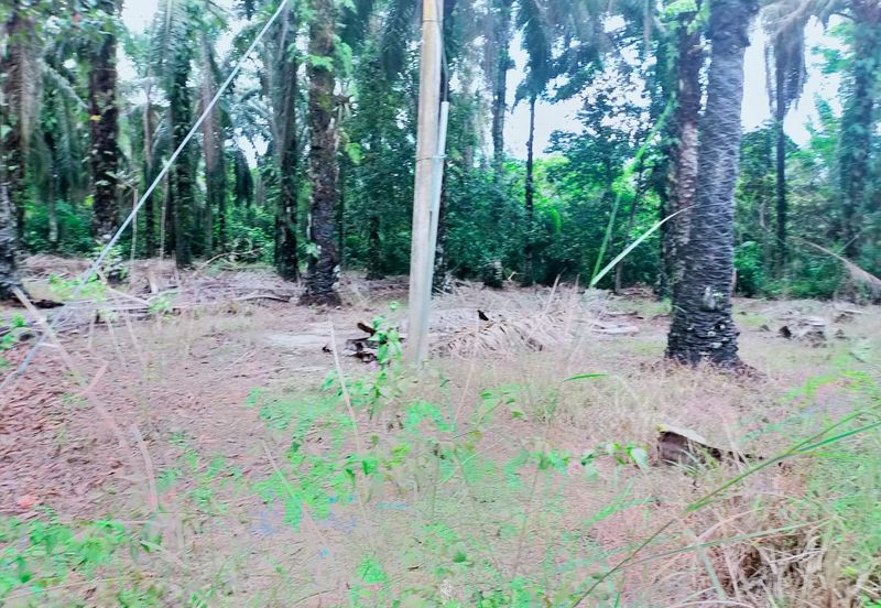 Air Kuning Kampar Freehold Non Bumi Oil Palm Land