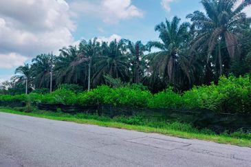 Air Kuning Kampar Freehold Non Bumi Oil Palm Land