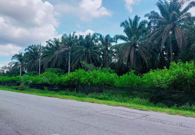 Air Kuning Kampar Freehold Non Bumi Oil Palm Land
