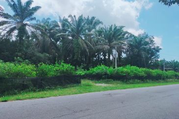 Air Kuning Kampar Freehold Non Bumi Oil Palm Land