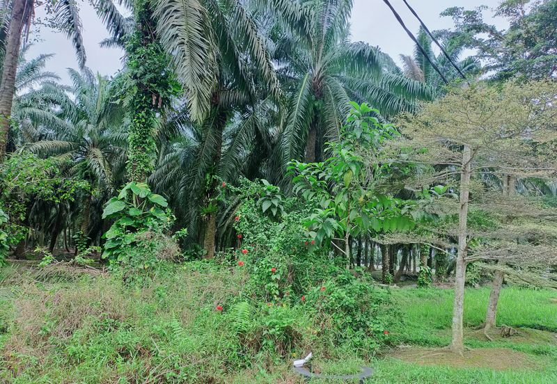 Kamunting Freehold Vacant Agricultural Land