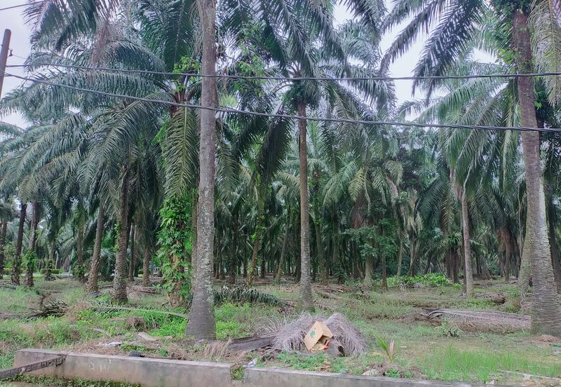 Kamunting Freehold Vacant Agricultural Land