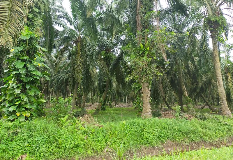 Kamunting Freehold Vacant Agricultural Land