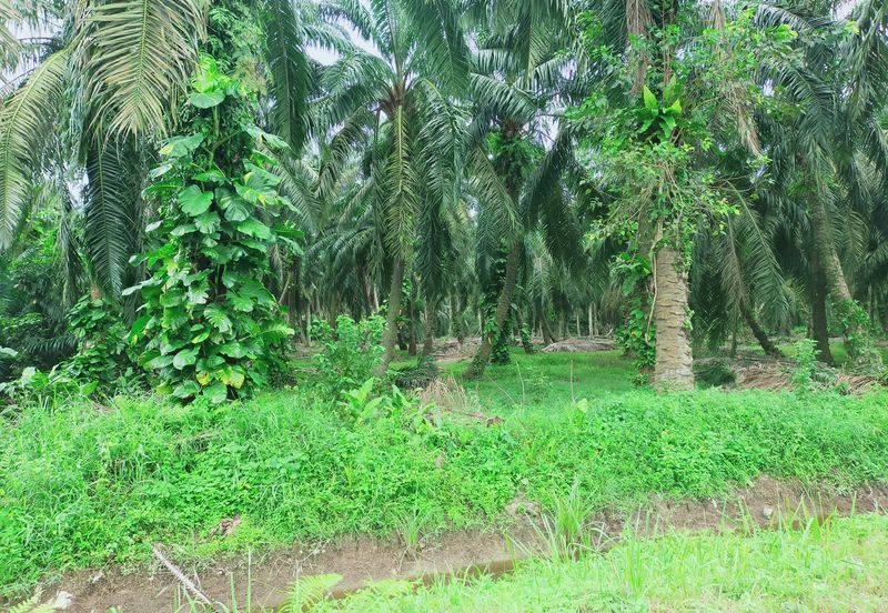 Kamunting Freehold Vacant Agricultural Land