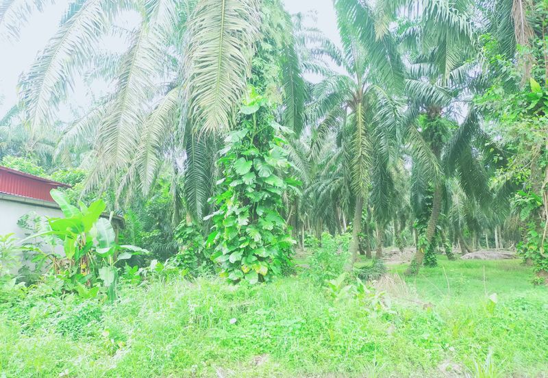 Kamunting Freehold Vacant Agricultural Land