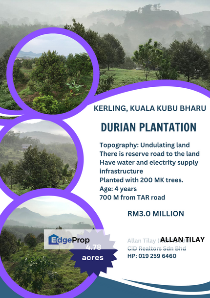 Kerling Durian Plantation , Selangor, Kerling