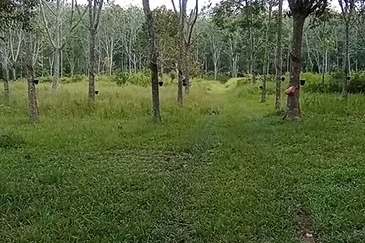 Tanah Getah @ Segamat