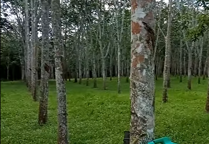 Tanah Getah @ Segamat