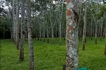 Tanah Getah @ Segamat