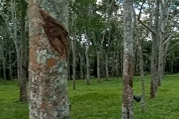 Tanah Getah @ Segamat