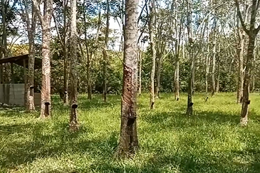 Tanah Getah @ Segamat