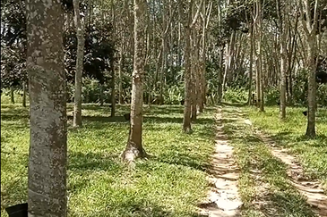 Tanah Getah @ Segamat