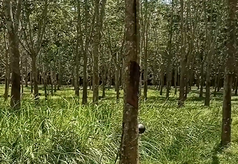 Tanah Getah @ Segamat