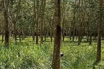 Tanah Getah @ Segamat