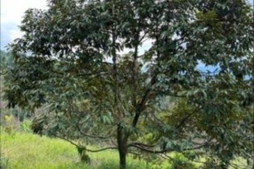 Raub Cheroh Durian Land