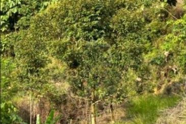 Raub Cheroh Durian Land