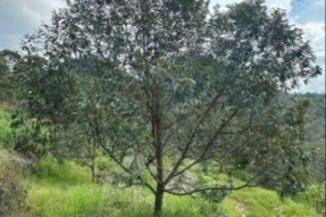 Raub Cheroh Durian Land