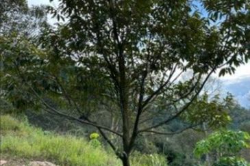 Raub Cheroh Durian Land