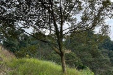 Raub Cheroh Durian Land