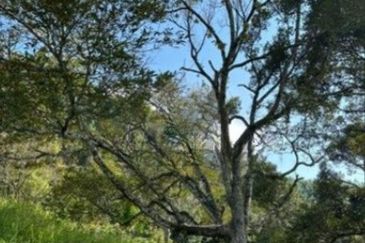 Raub Cheroh Durian Land