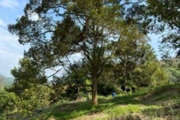 Raub Cheroh Durian Land