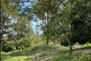 Raub Cheroh Durian Land