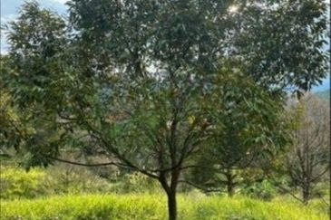 Raub Cheroh Durian Land