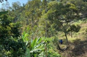 Raub Cheroh Durian Land