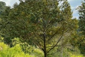 Raub Cheroh Durian Land