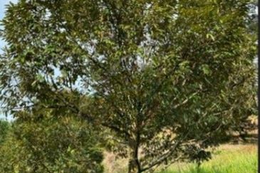 Raub Cheroh Durian Land