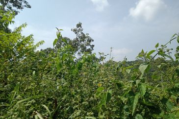 Raub Dong Vacant Agricultural Land